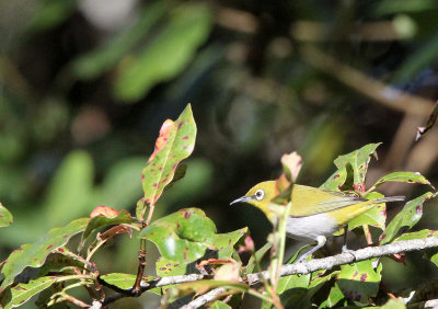 BIRD - WHITE-EYE - ORIENTAL WHITE-EYE - PAMPADUM SHOLA NATIONAL PARK KERALA INDIA (2).JPG