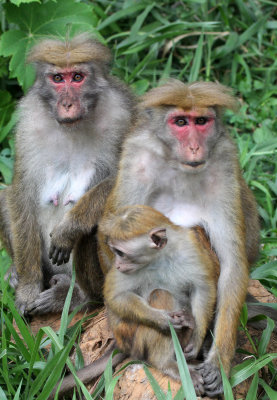 PRIMATE - HIGHLAND TOQUE MACAQUE - NUWARA ELIYA, HORTON PLAINS SRI LANKA (9).JPG