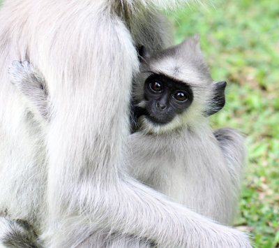 PRIMATE - LANGUR - TUFTED LANGUR - SIRIGIYA FOREST AND FORTRESS AREA SRI LANKA - PHOTO BY SOM SMITH (28).JPG