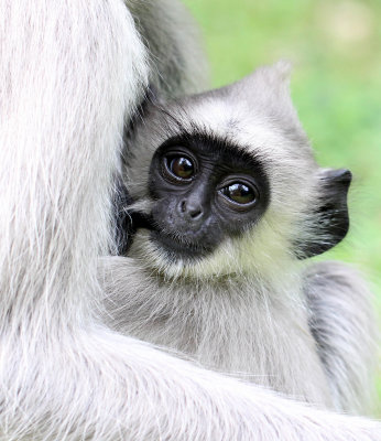 PRIMATE - LANGUR - TUFTED LANGUR - SIRIGIYA FOREST AND FORTRESS AREA SRI LANKA - PHOTO BY SOM SMITH (29).JPG