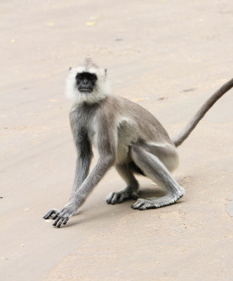 PRIMATE - LANGUR - TUFTED LANGUR - SIRIGIYA FOREST AND FORTRESS AREA SRI LANKA - PHOTO BY SOM SMITH (3).JPG