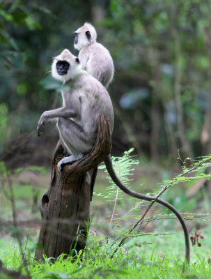 PRIMATE - LANGUR - TUFTED LANGUR - SIRIGIYA FOREST SRI LANKA (1).JPG