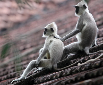PRIMATE - LANGUR - TUFTED LANGUR - SIRIGIYA FOREST SRI LANKA (20).JPG