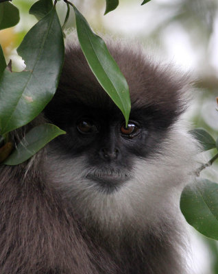 Primates of Sri Lanka