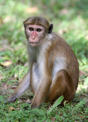 PRIMATE - MACAQUE - DRY ZONE TOQUE MACAQUE - SIRIGIYA FOREST AREA SRI LANKA (7).JPG