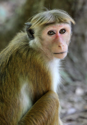 PRIMATE - MACAQUE - DRY ZONE TOQUE MACAQUE - SIRIGIYA FOREST SRI LANKA (2).JPG