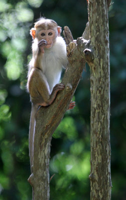 PRIMATE - MACAQUE - DRY ZONE TOQUE MACAQUE - SIRIGIYA FOREST SRI LANKA (4).JPG