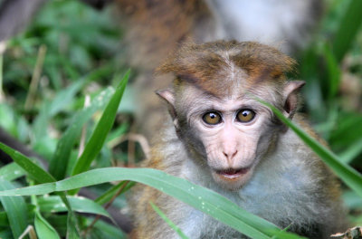 PRIMATE - MACAQUE - HIGHLAND TOQUE MACAQUE - NUWARA ELIVA SRI LANKA (17).JPG