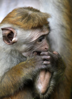 PRIMATE - MACAQUE - HIGHLAND TOQUE MACAQUE - NUWARA ELIVA SRI LANKA (19).JPG