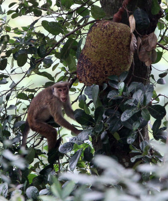 PRIMATE - MACAQUE - HIGHLAND TOQUE MACAQUE - NUWARA ELIVA SRI LANKA (7).JPG