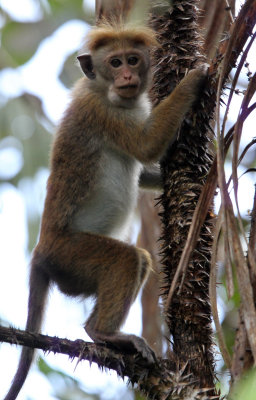 PRIMATE - MACAQUE - WET ZONE TOQUE MACAQUE - SINGHARAJA NATIONAL PARK SRI LANKA (15).JPG