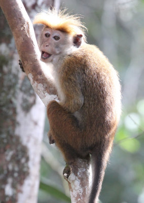PRIMATE - MACAQUE - WET ZONE TOQUE MACAQUE - SINGHARAJA NATIONAL PARK SRI LANKA (52).JPG