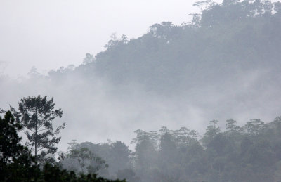 KITULGALA NATIONAL FOREST RESERVE SRI LANKA (21).JPG