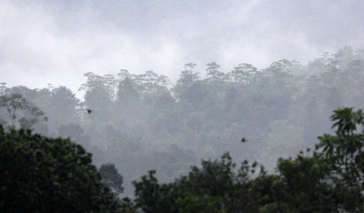 KITULGALA NATIONAL FOREST RESERVE SRI LANKA (22).JPG