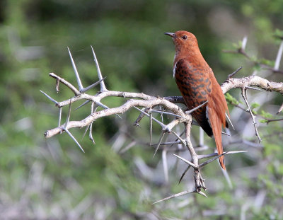 BID - CUCKOO - GREY-BELLIED CUCKOO - YALA NATIONAL PARK SRI LANKA (5).JPG