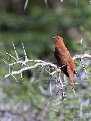 BID - CUCKOO - GREY-BELLIED CUCKOO - YALA NATIONAL PARK SRI LANKA (8).JPG