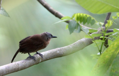BIRD - BABBLER - YELLOW-EYED BABBLER - SINGHARAJA NATIONAL PARK SRI LANKA (1).JPG