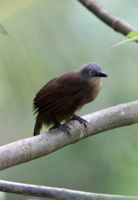 BIRD - BABBLER - YELLOW-EYED BABBLER - SINGHARAJA NATIONAL PARK SRI LANKA (2).JPG