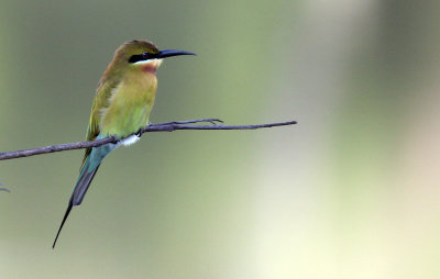 BIRD - BEE-EATER - BLUE-TAILED BEE-EATER - UDAWALAWA NATIONAL PARK SRI LANKA (13).JPG