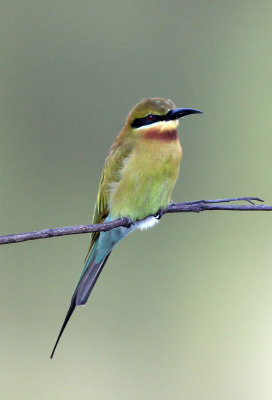 BIRD - BEE-EATER - BLUE-TAILED BEE-EATER - UDAWALAWA NATIONAL PARK SRI LANKA (3).JPG