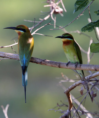 BIRD - BEE-EATER - BLUE-TAILED BEE-EATER - UDAWALAWA NATIONAL PARK SRI LANKA (6).JPG