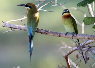 BIRD - BEE-EATER - BLUE-TAILED BEE-EATER - UDAWALAWA NATIONAL PARK SRI LANKA (8).JPG