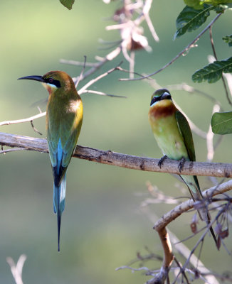 BIRD - BEE-EATER - BLUE-TAILED BEE-EATER - UDAWALAWA NATIONAL PARK SRI LANKA (9).JPG
