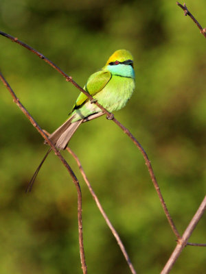 BIRD - BEE-EATER - LITTLE GREEN BEE-EATER - UDAWALAWA NATIONAL PARK SRI LANKA (10).JPG