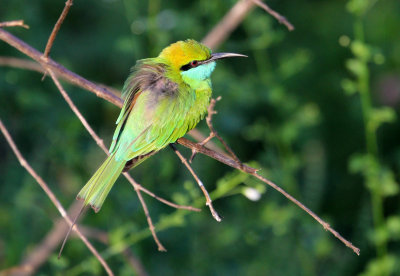 BIRD - BEE-EATER - LITTLE GREEN BEE-EATER - UDAWALAWA NATIONAL PARK SRI LANKA (14).JPG