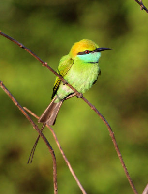 BIRD - BEE-EATER - LITTLE GREEN BEE-EATER - UDAWALAWA NATIONAL PARK SRI LANKA (15).JPG