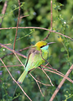 BIRD - BEE-EATER - LITTLE GREEN BEE-EATER - UDAWALAWA NATIONAL PARK SRI LANKA (3).JPG