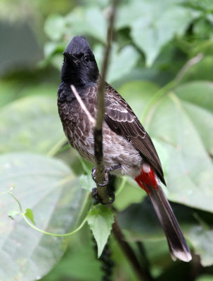 BIRD - BULBUL - RED-VENTED BULBUL -  KITULGALA NATIONAL FOREST RESERVE SRI LANKA (1).JPG