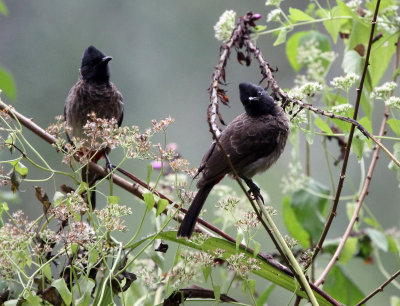 BIRD - BULBUL - RED-VENTED BULBUL -  KITULGALA NATIONAL FOREST RESERVE SRI LANKA (10).JPG