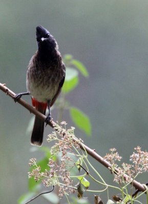 BIRD - BULBUL - RED-VENTED BULBUL -  KITULGALA NATIONAL FOREST RESERVE SRI LANKA (9).JPG