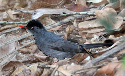 BIRD - BULBUL - SQUARE-TAILED BLACK BULBUL -  KITULGALA NATIONAL FOREST RESERVE SRI LANKA.JPG