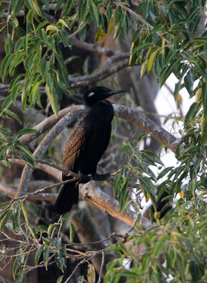 BIRD - CORMORANT - INDIAN SHAG - YALA NATIONAL PARK SRI LANKA (6).JPG