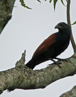 BIRD - COUCAL - SOUTHERN COUCAL - SIRIGIYA FOREST SRI LANKA (1).JPG