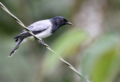 BIRD - CUCKOOSHRIKE - BLACK-HEADED CUCKOOSHRIKE -  KITULGALA NATIONAL FOREST RESERVE SRI LANKA (11).JPG