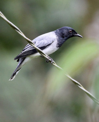 BIRD - CUCKOOSHRIKE - BLACK-HEADED CUCKOOSHRIKE -  KITULGALA NATIONAL FOREST RESERVE SRI LANKA (12).JPG