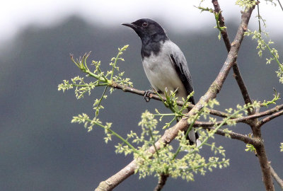 BIRD - CUCKOOSHRIKE - BLACK-HEADED CUCKOOSHRIKE -  KITULGALA NATIONAL FOREST RESERVE SRI LANKA (6).JPG