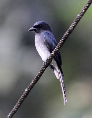 BIRD - DRONGO - WHITE-BELLIED DRONGO -  KITULGALA NATIONAL FOREST RESERVE SRI LANKA (2).JPG