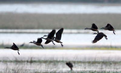 BIRD - DUCK - LESSER WHISTLING DUCK - NIGAMBU FOREST AREA SRI LANKA (8).JPG