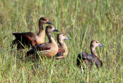 BIRD - DUCK - LESSER WHISTLING DUCK - YALA NATIONAL PARK SRI LANKA (7).JPG