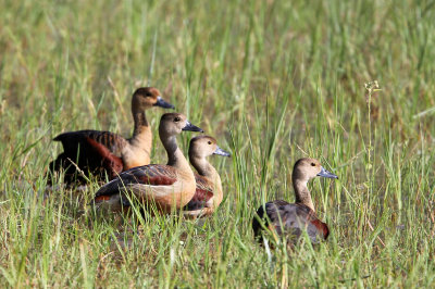 BIRD - DUCK - LESSER WHISTLING DUCK - YALA NATIONAL PARK SRI LANKA (8).JPG