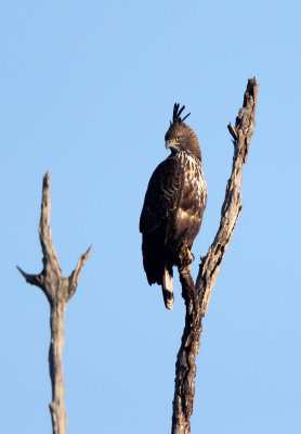BIRD - EAGLE - CHANGEABLE HAWK EAGLE - UDAWALAWA NATIONAL PARK SRI LANKA (10).JPG