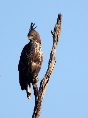 BIRD - EAGLE - CHANGEABLE HAWK EAGLE - UDAWALAWA NATIONAL PARK SRI LANKA (11).JPG