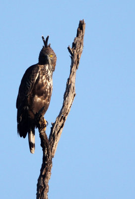 BIRD - EAGLE - CHANGEABLE HAWK EAGLE - UDAWALAWA NATIONAL PARK SRI LANKA (15).JPG