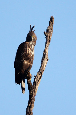 BIRD - EAGLE - CHANGEABLE HAWK EAGLE - UDAWALAWA NATIONAL PARK SRI LANKA (18).JPG