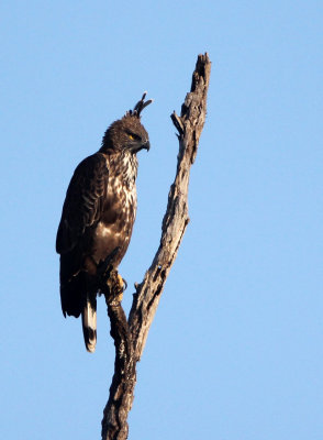 BIRD - EAGLE - CHANGEABLE HAWK EAGLE - UDAWALAWA NATIONAL PARK SRI LANKA (22).JPG