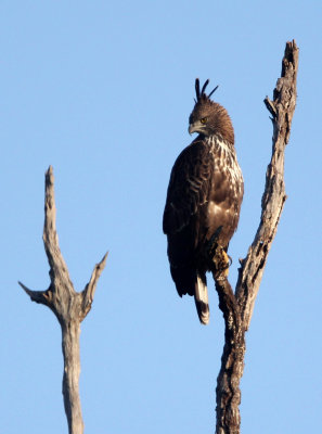 BIRD - EAGLE - CHANGEABLE HAWK EAGLE - UDAWALAWA NATIONAL PARK SRI LANKA (5).JPG